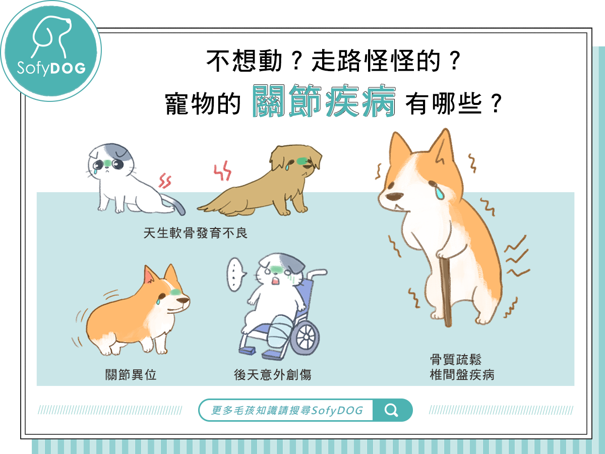 毛孩寵物的關節疾病 Sofydog寵物精品 毛孩寵物的關節疾病 Sofydog寵物精品