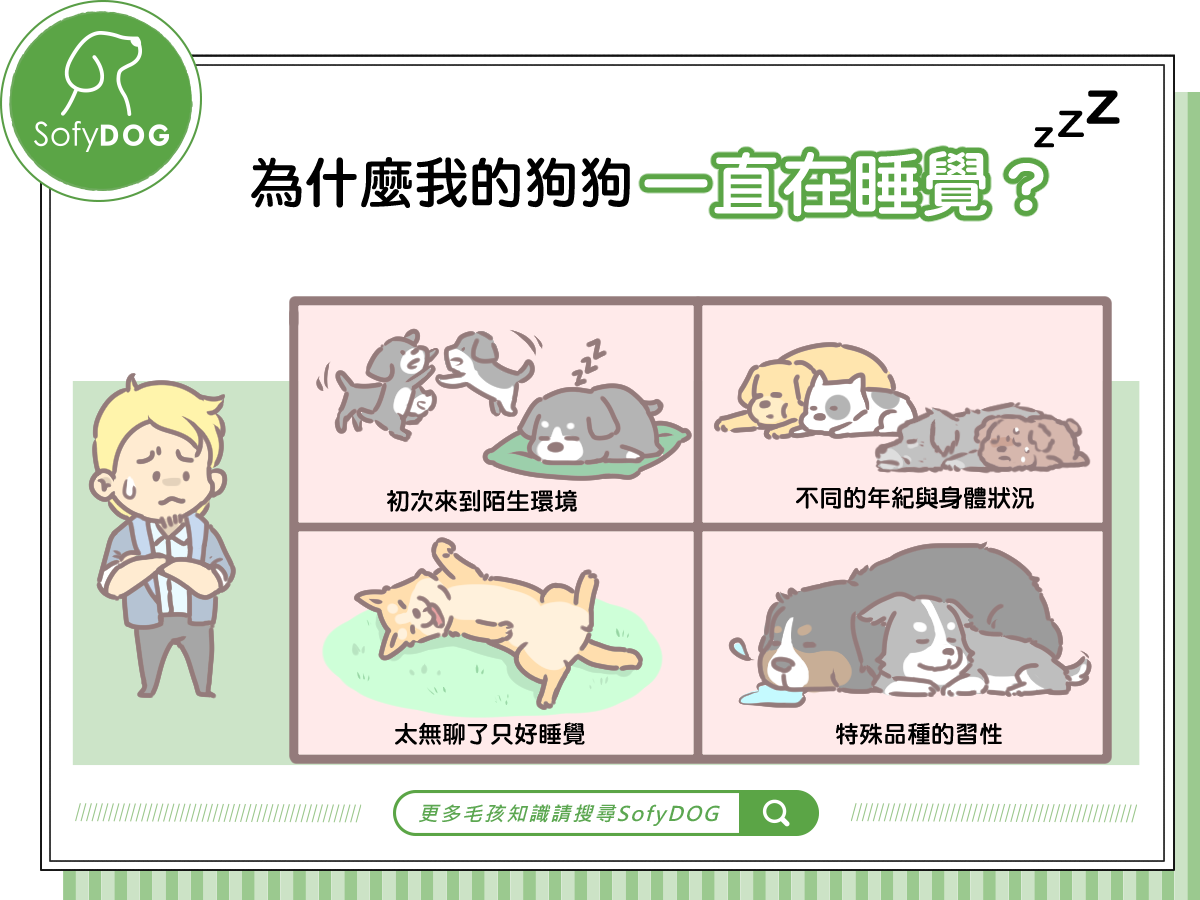 狗一直睡覺正常嗎 Sofydog寵物精品 狗一直睡覺正常嗎 Sofydog寵物精品