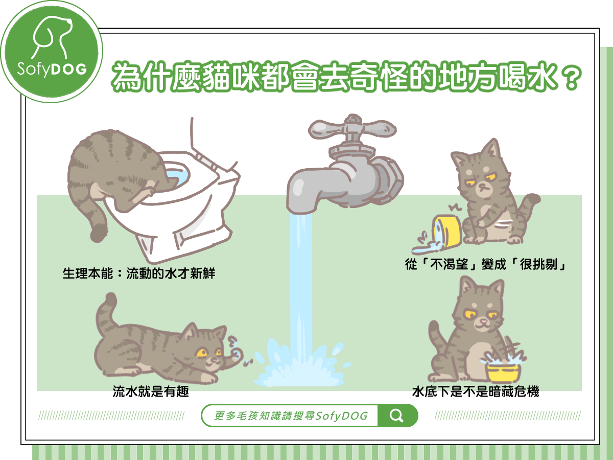 貓咪喝水怪地方- SofyDOG寵物精品