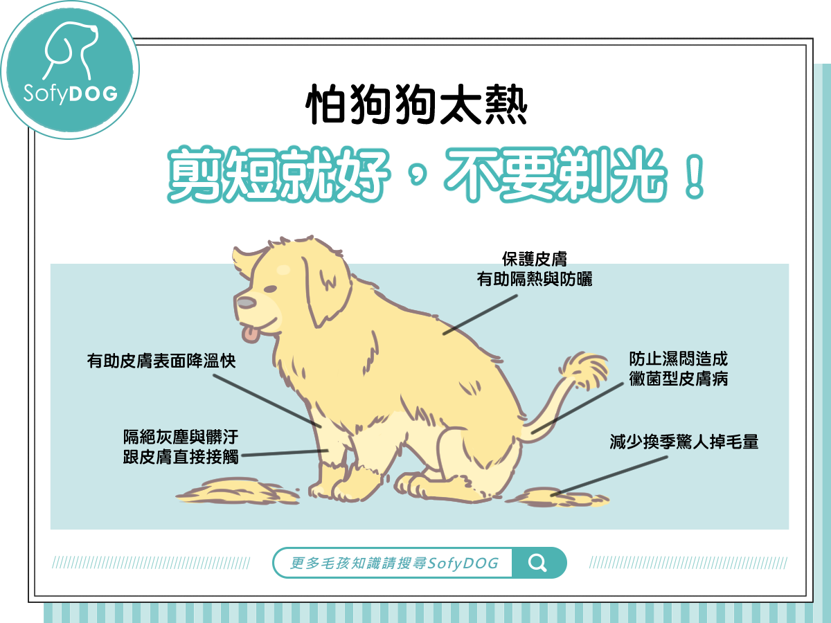 狗毛不要剃光 Sofydog寵物精品