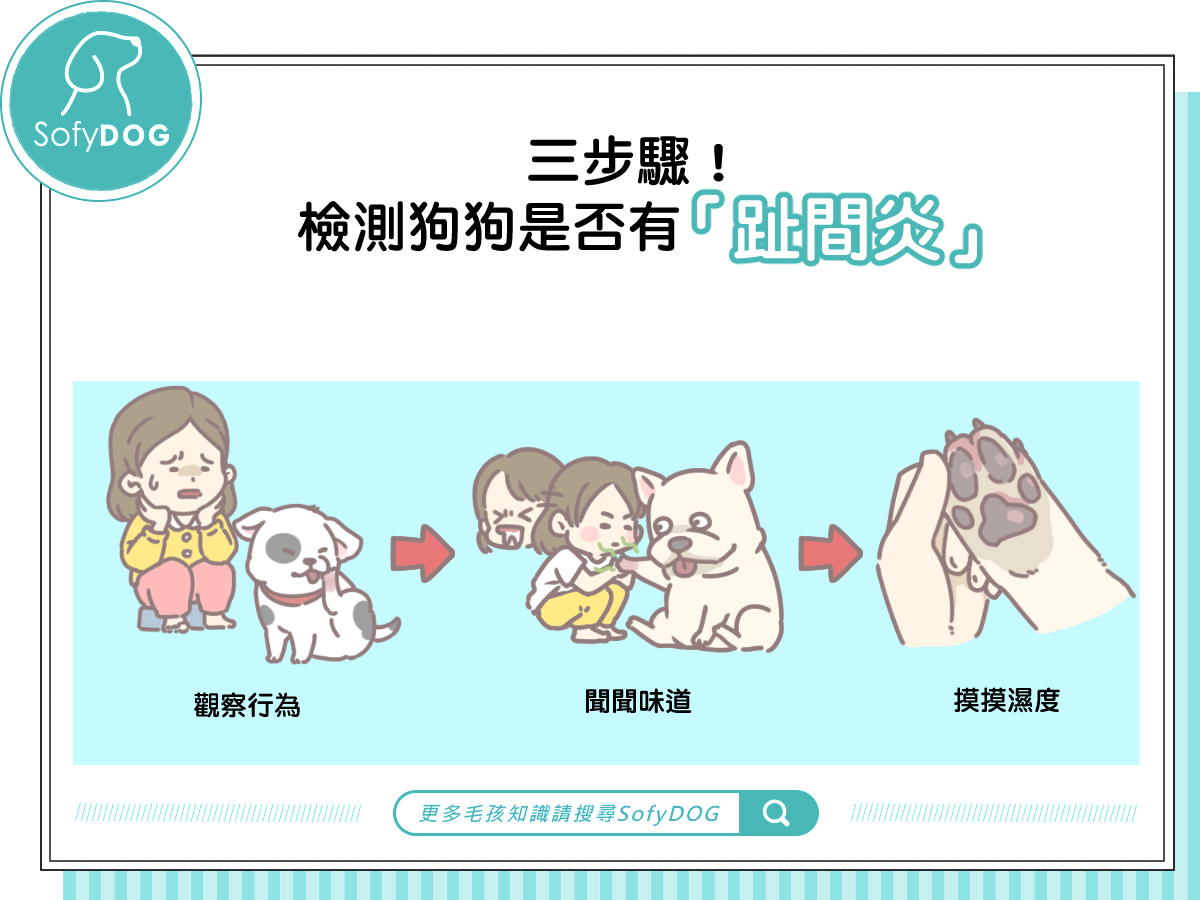 三步驟檢測狗狗是否有趾間炎 Sofydog寵物精品 三步驟檢測狗狗是否有趾間炎 Sofydog寵物精品