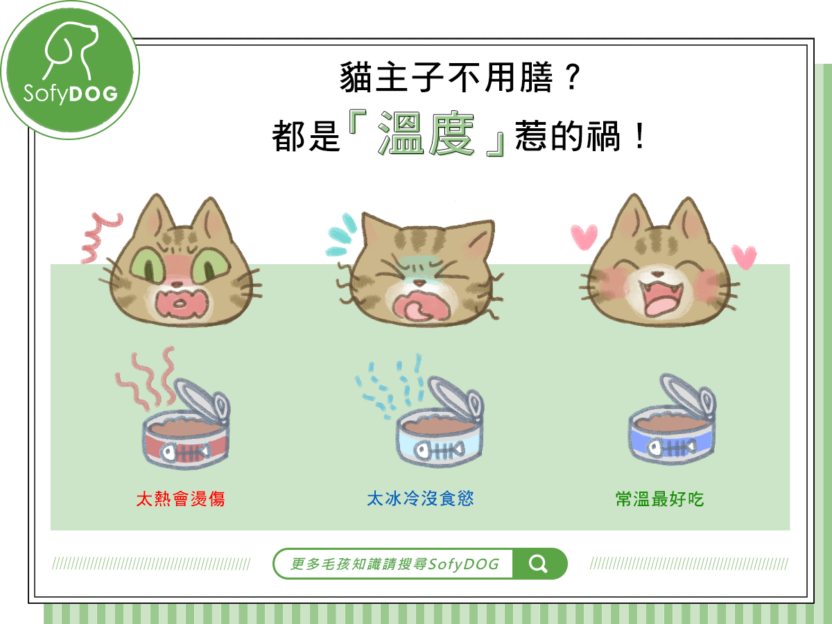 貓主子不用膳?都是「溫度」惹的禍- SofyDOG寵物精品