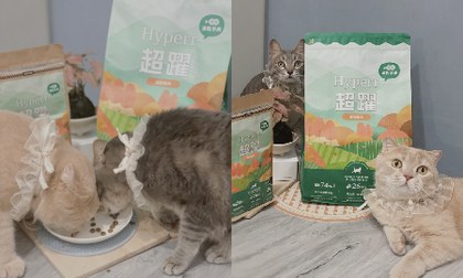 Hyperr貓飼料X凍乾．兩寶暴風吸食