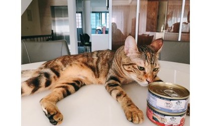 ZIWI巔峰主食罐．適口性很好