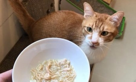 Hyperr貓罐．一打開是滿滿的肉