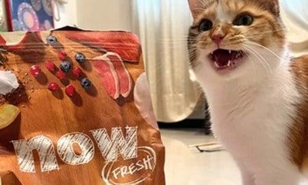 now鮮肉成貓糧．適口性好到沒話說