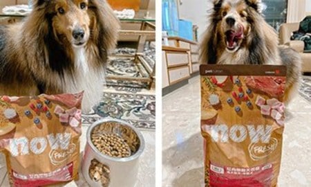now鮮肉成犬糧．一開封飼料就衝過來討吃