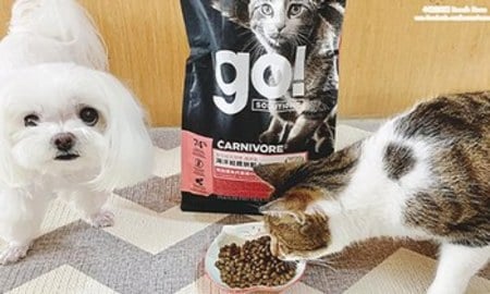 go!海洋鮭鱈貓糧．連狗狗都想偷吃！