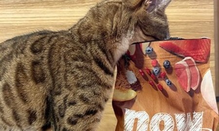 now鮮肉成貓糧．愛到不行的乾乾