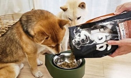 go!鹿肉低敏犬糧．每次吃飯都津津有味