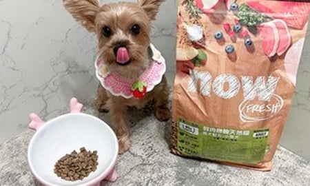 now鮮肉小型犬糧．顆粒大小對小型犬很友善