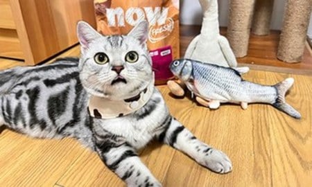 now鮮肉成貓糧．阿裳各種搶著吃！