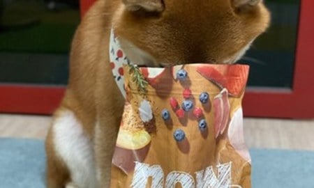 now鮮肉成犬糧．重燃對食物的熱情