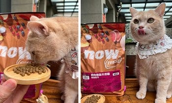 now鮮肉成貓糧．現做般的天然糧
