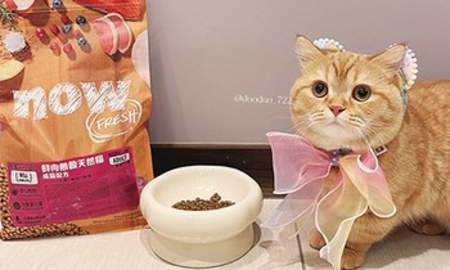 飼料大小很剛好非常適合貓咪食用