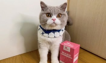 Hyperr腎泌益生菌． Luca 喜歡這個味道