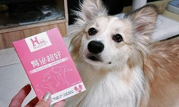 Hyperr腎泌益生菌．聞起來有淡淡甜味