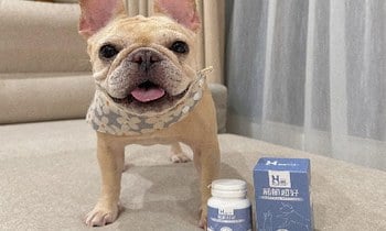 Hyperr關節保健品．專業獸醫師認證更安心