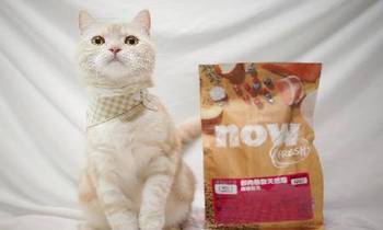 now鮮肉成貓糧．奴才很滿意
