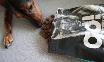 go! 雞肉鮭魚狗糧．大便變得滿少的