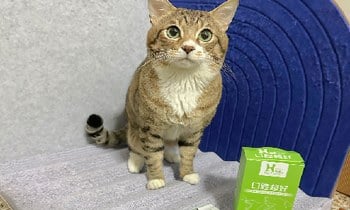 超躍口腔保健品．維持口腔清新