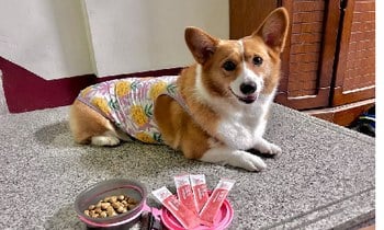 Hyperr皮膚益生菌．小嘟當零食直接品嚐