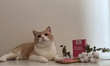 Hyperr腎泌益生菌．保腎保泌尿道