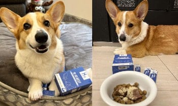 Hyperr免疫力保健品．維持毛孩健康及活力