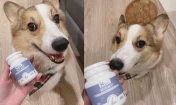 Hyperr關節保健品．聞起來有大海的味道