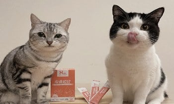 Hyperr皮膚益生菌．維持寵物皮膚屏障機能