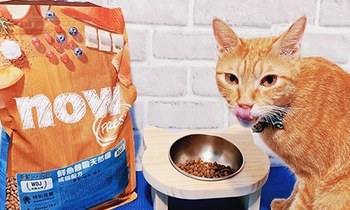now貓咪飼料，出乎意料的喜歡！