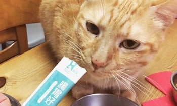Hyperr腸胃超好．犬貓腸胃日常保健推薦