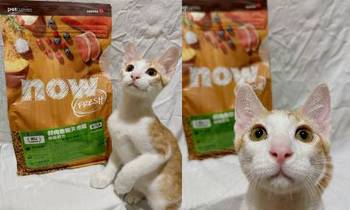 now 鮮肉幼貓糧．幼貓腦部發育更健康