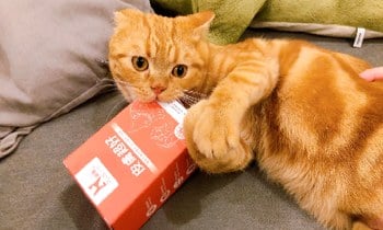 Hyperr皮膚益生菌．毛色呈現良好狀態