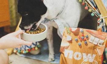 now鮮魚成犬糧．我們絕對會回購！