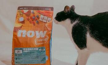 now鮮魚成貓糧．低磷配方保護腎臟