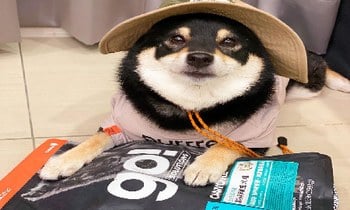 go! 雞肉鮭魚犬糧．85%高含肉量