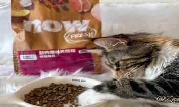 now鮮肉成貓糧．很適合貓入口