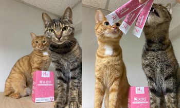 Hyperr腎泌益生菌．幫助泌尿道健康