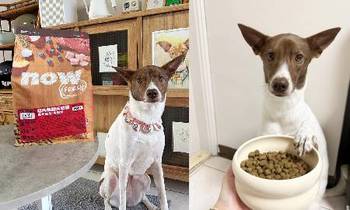 now紅肉成犬糧．提供豐富營養