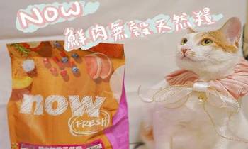 now鮮肉成貓糧．吃得健康又cp值高