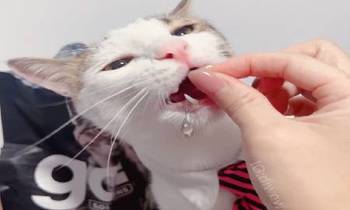 go!腸胃保健貓糧．維護腸胃健康