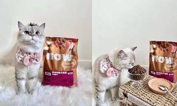 now鮮肉成貓糧．好咀嚼也好消化