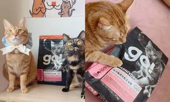 go!海洋鮭鱈貓糧．吃的津津有味 ⁣