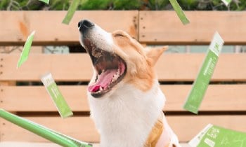 Hyperr口腔益生菌．幫助保健口腔