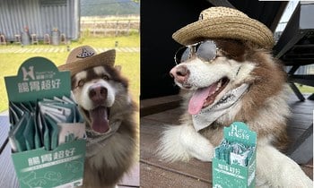 Hyperr腸胃益生菌．幫助消化