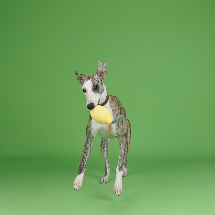 CHEWFFON 清新檸檬 互動聲響玩具 啾啾聲 狗玩具 寵物玩具