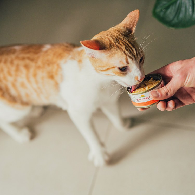 Almo義士大廚 雞肉肉絲系列 貓咪主食罐 (貓罐頭|貓鮮食)