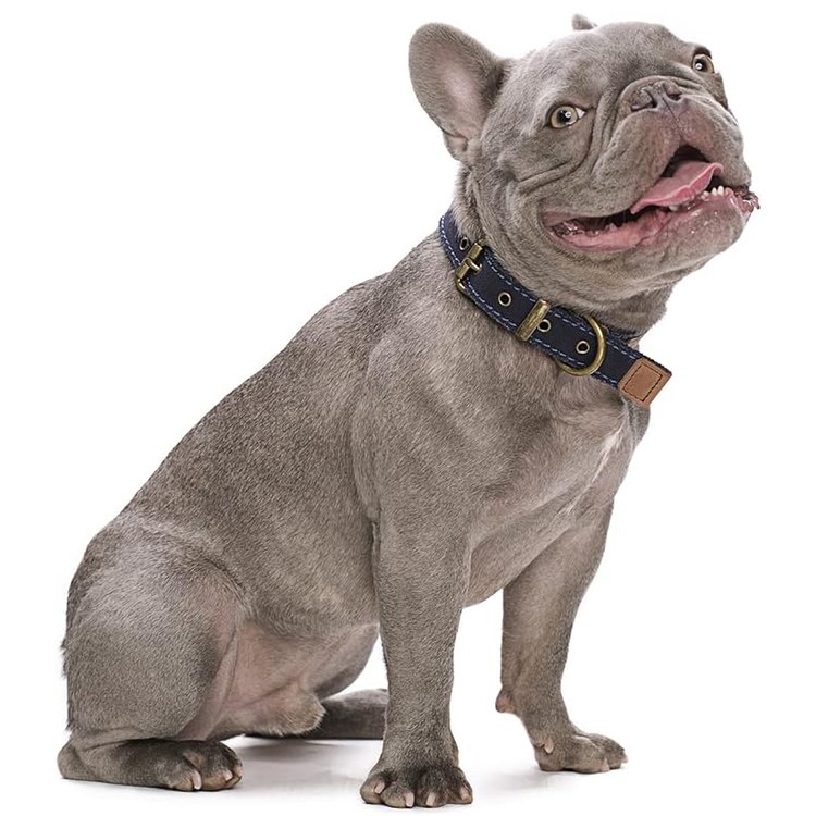 puppytie 帆布項圈 卡其駝 貓項圈 狗項圈(復古設計|耐磨堅固)