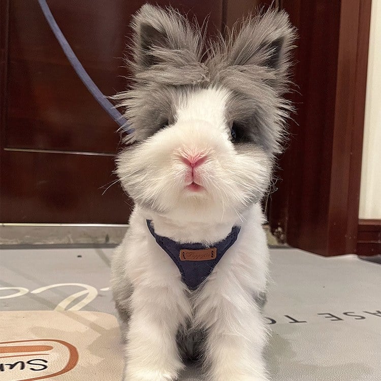 puppytie 胸背+牽繩組 純色系列 海軍藍 (防止暴衝|穿戴舒適)